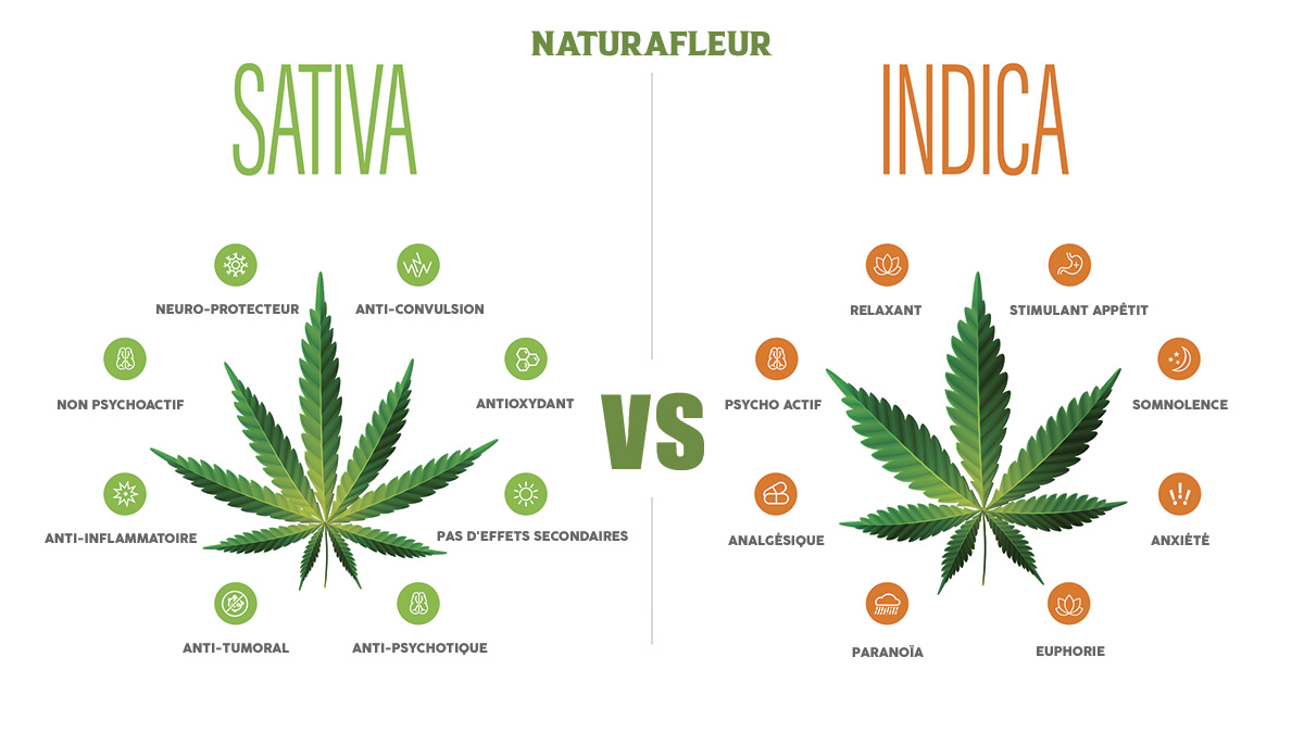 Indica vs sativa cannabis chanvre