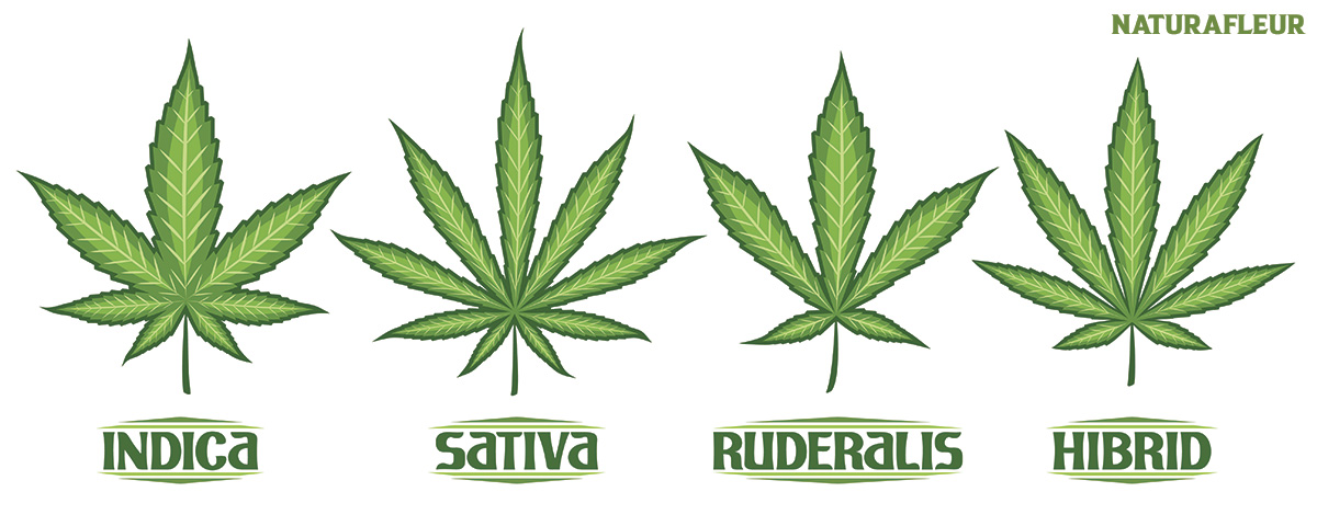 sativa vs indica cannabis différence